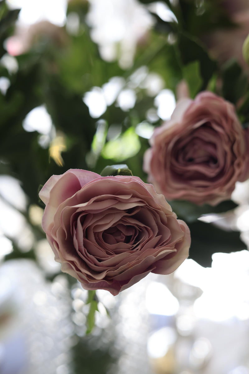 Ranunculus Mauve