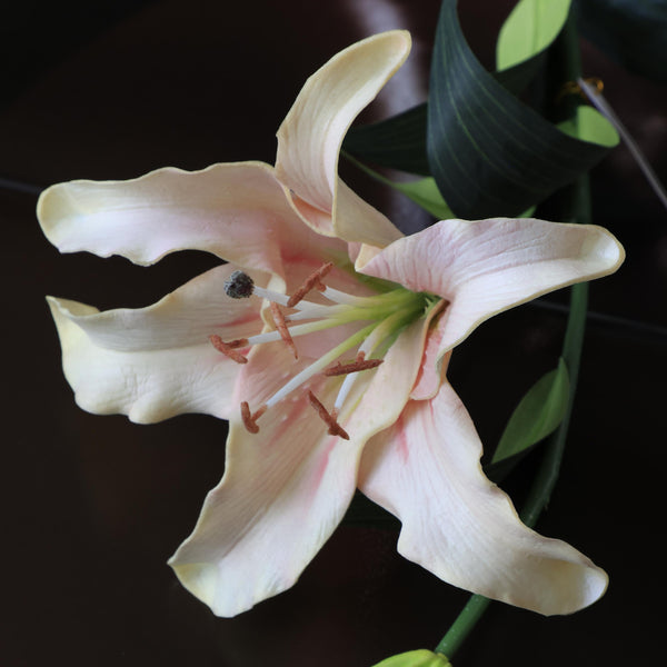 Pink Shaded Lily