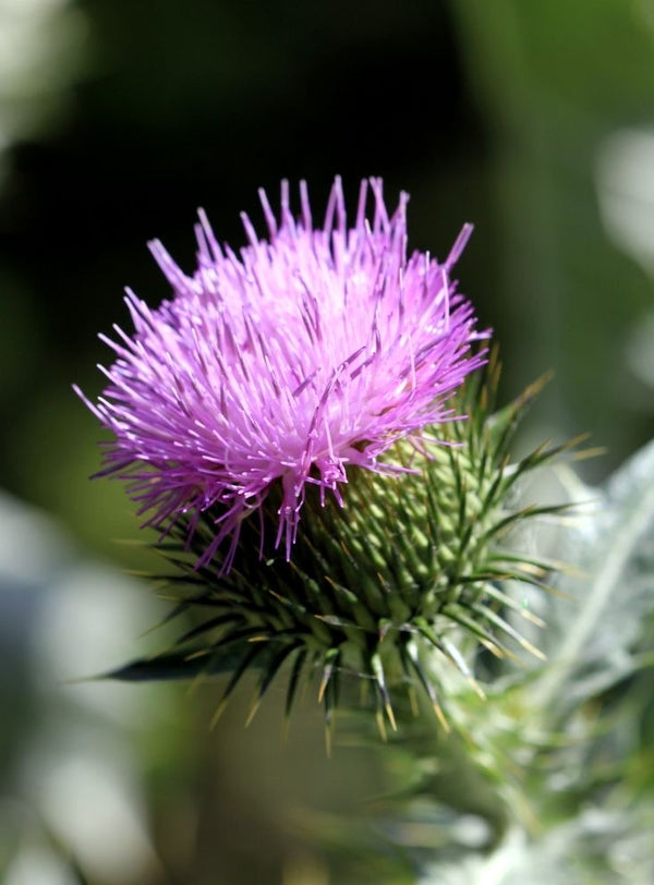 Thistle Placemat and Napkin, Set of 4